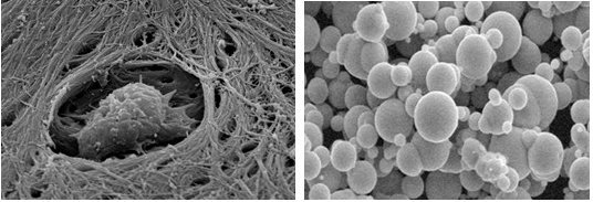 扫描电镜样品图片1 扫描电镜样品图片1